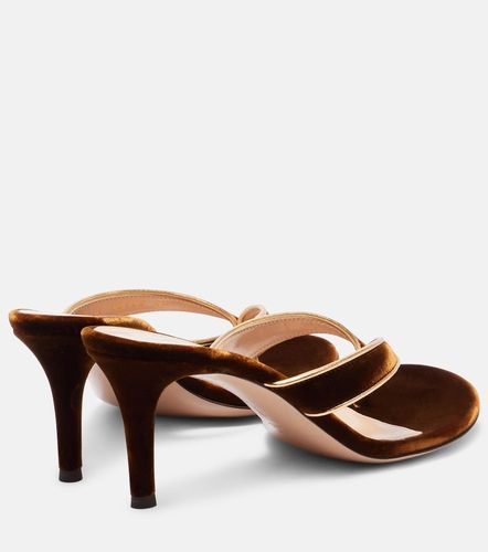Mules Calypso 70 en velours - Gianvito Rossi - Modalova