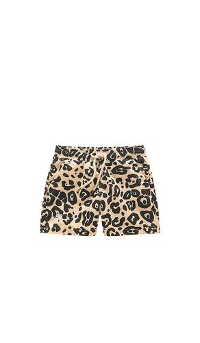 OAS SHORT DE BAIN in Brown. Size 6 - OAS - Modalova